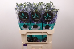 Delphinium Double Guardian Blue 80cm