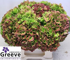 Hydrangea Verena Classic 40cm 23-25cm Hd
