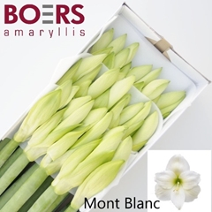 Hippeastrum Mont Blanc 75cm