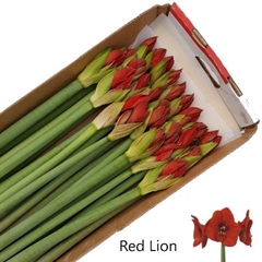 Hippeastrum Red Lion 60cm