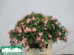 Euphorbia Fulgens Spray Pink Baron 80cm 10cm Hd
