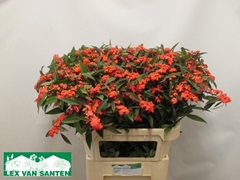 Euphorbia Fulgens Spray Marielle 80cm 10cm Hd
