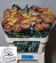 Chrysanth Single Bislet Red 80cm 70gr.