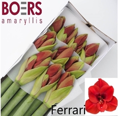 Hippeastrum Ferrari 75cm