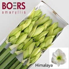 Hippeastrum Himalaya 75cm