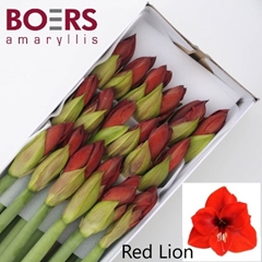 Hippeastrum Red Lion 70cm