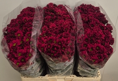 Chrysanth Santini Melissa Red 55cm 40gr.