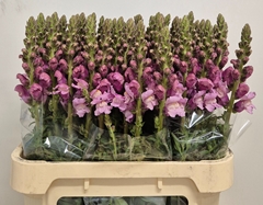 Antirrhinum Potomac Lavender 75cm