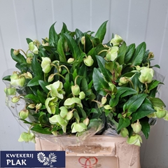 Helleborus Magnificent Bells 40cm