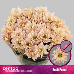 Chrysanth Spray Resq Peach 70cm 100gr.
