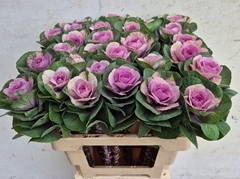 Brassica Empire Luba 55cm