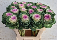 Brassica Crane Bicolour 75cm