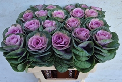 Brassica Empire Luba 60cm