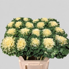 Brassica Crane Ruffle White 75cm