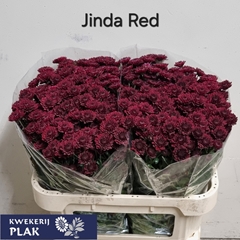 Chrysanth Santini Jinda Red 72cm 48gr.