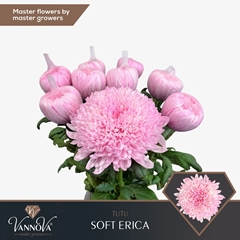 Chrysanth Single Tutu 70cm 100gr.