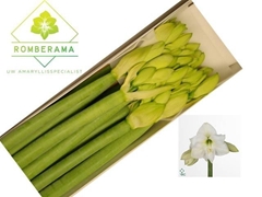 Hippeastrum Mont Blanc 80cm