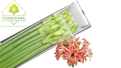Hippeastrum Double Dancing Queen 75cm