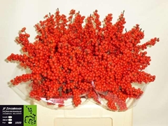 Ilex Red Berry 60cm