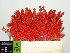 Ilex Red Berry 50cm