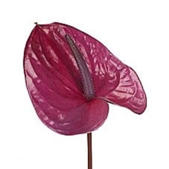 Anthurium Utah 11cm Hd