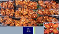 Cymbidium Cognac 60cm