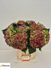 Hydrangea Royal Love Classic Blue 60cm 19-21cm Hd