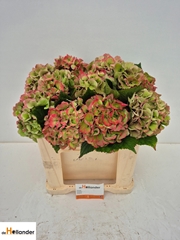 Hydrangea Royal Love Classic 50cm 15-17cm Hd
