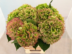 Hydrangea Verena Classic 60cm 18-20cm Hd