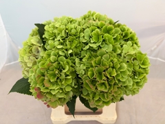 Hydrangea Verena Classic 40cm 16-18cm Hd