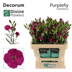 Dianthus Spray Single Solandis Purplefly 60cm