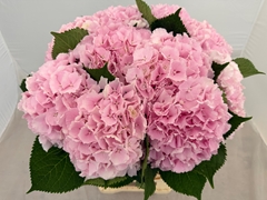 Hydrangea Verena 60cm 17-19cm Hd