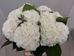 Hydrangea White Verena 60cm 16-18cm Hd