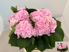 Hydrangea Verena 60cm 10-12cm Hd