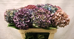 Hydrangea Renate Steiniger Classic 70cm 15-17cm Hd