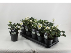 Helleborus Christmas Carol 12Ø 25cm