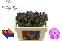 Phlox Sky Eyes 50cm