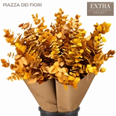 Eucalyptus Stuartiana Yellow Per Bunch 70cm