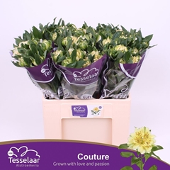 Alstroemeria Fashionista Couture 60cm 30gr.