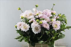 Dahlia Silver Years 50cm
