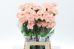 Dianthus Single Peach Novia 65cm