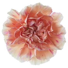 Dianthus Single Happy Hoshi 70cm