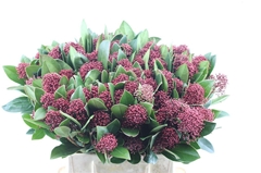 Skimmia Japonica Rubella Per Bunch 45cm