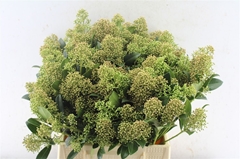 Skimmia Japonica Snow White Per Bunch 45cm