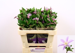 Clematis Star River 50cm
