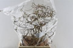 Corylus Contorta 50cm 2-year