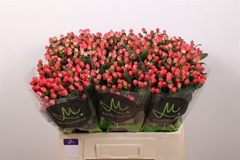 Hypericum Sisu Flirt 60cm