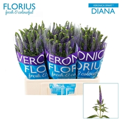 Veronica Smart Diana 60cm