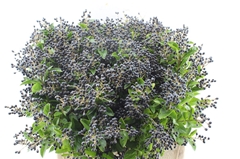 Ligustrum Ovalifolium Libelle 60cm