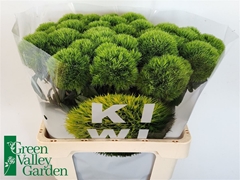 Dianthus Barb Kiwi Mellow 60cm